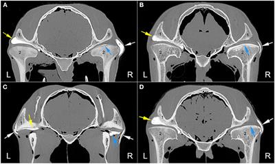 The Frequency of Communication Between the Synovial Compartments of the Equine Temporomandibular Joint: A Contrast-Enhanced Computed Tomographic Assessment